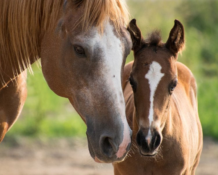 Hvor gammel bliver en hest?