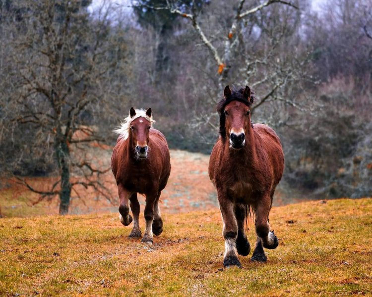 Hvor hurtig kan en hest løbe?
