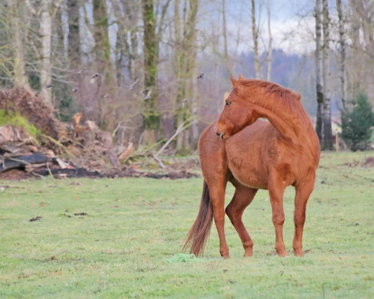 Hvor meget vejer en hest? Så meget kan en hest veje