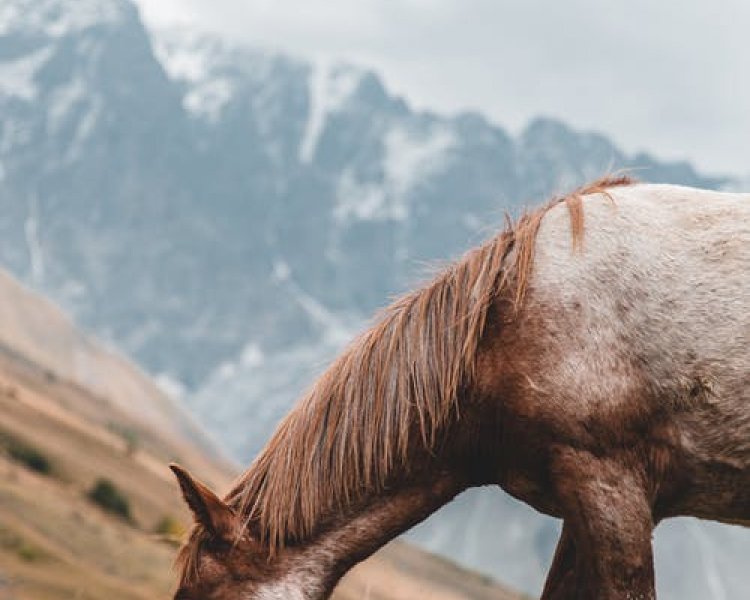 Hvor meget spiser en hest om dagen? Se svaret