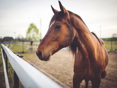 Fun Facts om heste & Ponyer