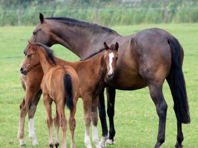 Komplet liste: Alle Hesteracer