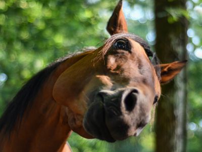 De mest popuære hestenavne 