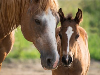 Hvor gammel bliver en hest?