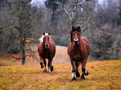 Hvor hurtig kan en hest løbe?