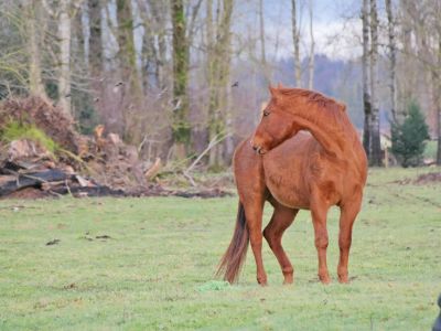 Hvor meget vejer en hest? Så meget kan en hest veje