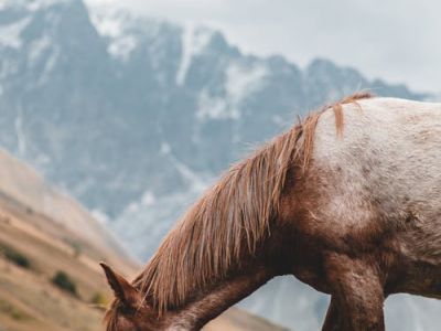 Hvor meget spiser en hest om dagen? Se svaret