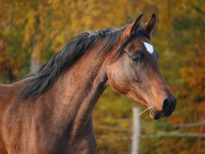 Profil: Araber hesten