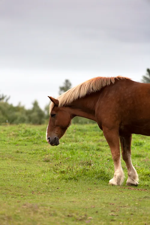 Jysk Hest - Læs om den her